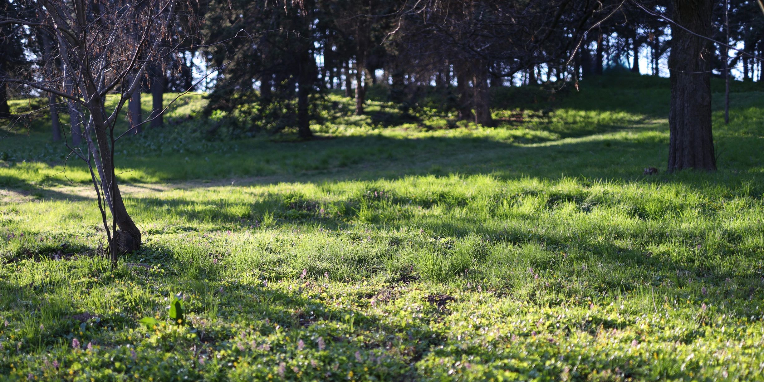 Green field landscape representing project delivery